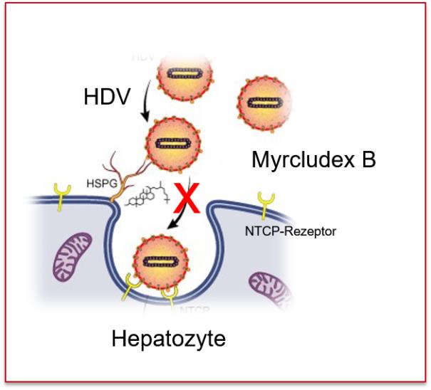 Myrcludex B: Priority for the new hepatitis D virus entry inhibitor ...